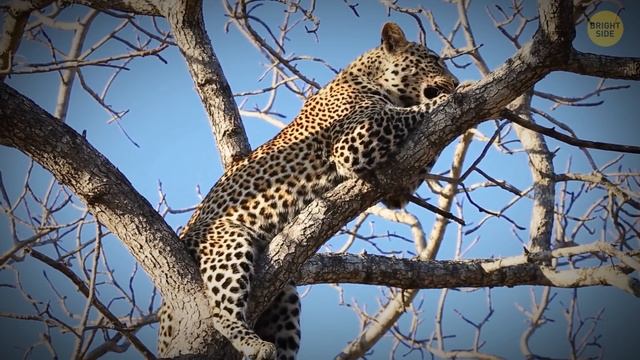 4 Animals Might Get To You Before You Even See Them смотреть онлайн