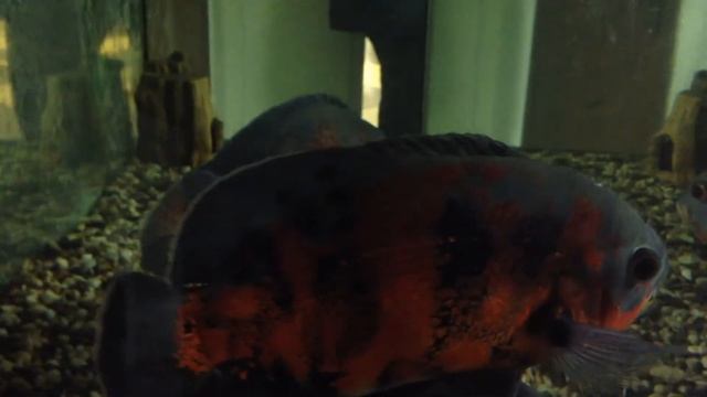 Глазчатые астронотусы смотреть онлайн