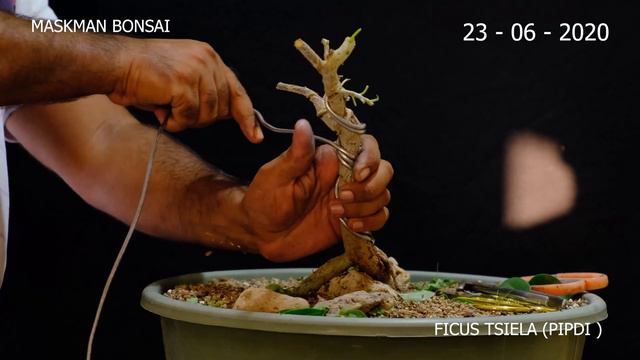 How Twist Ficus Tsiela (PIPDI ) | પીપળી | Ficus Bonsai #maskmanbonsai смотреть онлайн