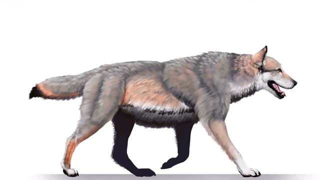 Dire Wolf Sounds смотреть онлайн