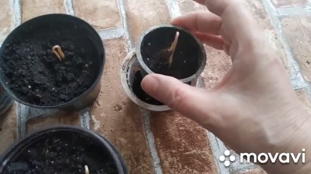 Первые "шаги" анноны. смотреть онлайн