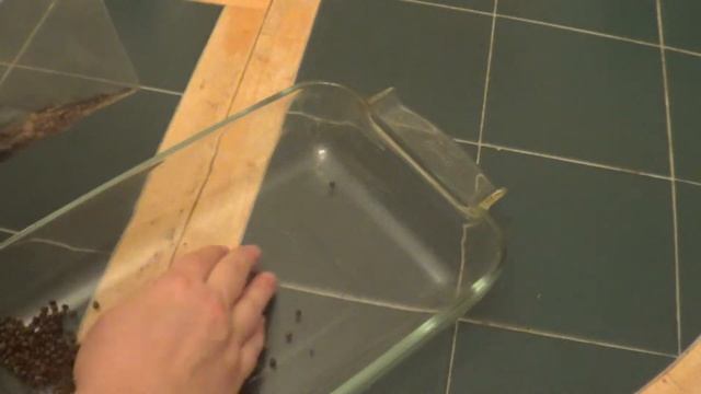семена папайи после духовки смотреть онлайн