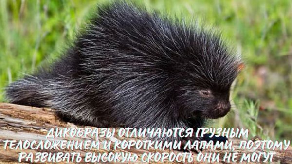 Дикобраз. Интересно знать