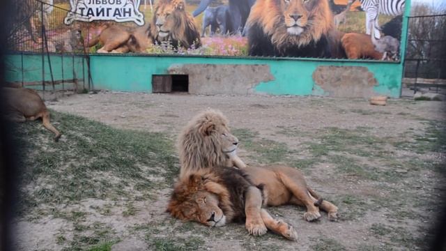 БЛАГОРОДНЫЙ лев ДЕЙЛ !!! Истории наших питомцев !.Тайган .Крым . смотреть онлайн