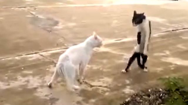 Кошки умеют ходить как люди ! Юмор ! Прикол ! Смех ! смотреть онлайн