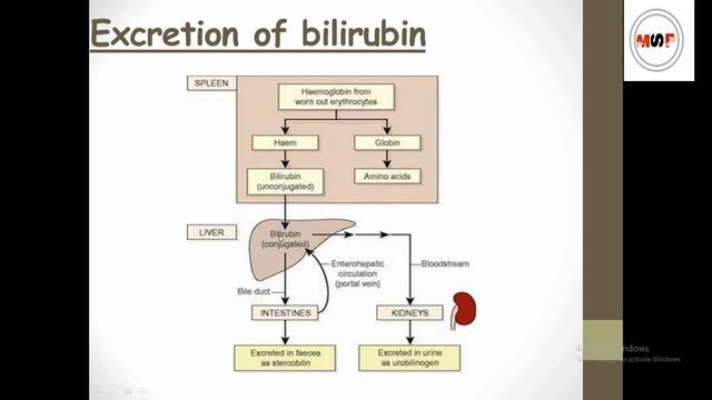 Gall bladder anatomy & physiology in hindi || Bile ||functions || structure || Secretion смотреть онлайн