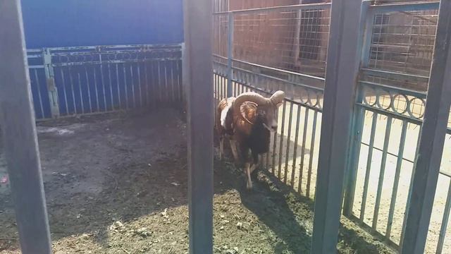 зоопарк в саранске смотреть онлайн