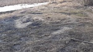 Ловля полевых жаворонков,реполова