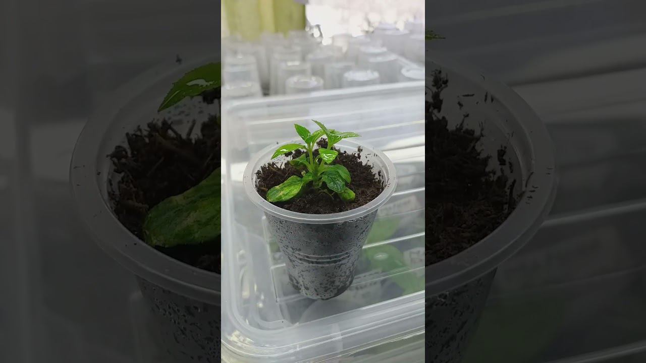 Как развиваются перечеренкованные гортензии in vitro #саженцыгортензий смотреть онлайн