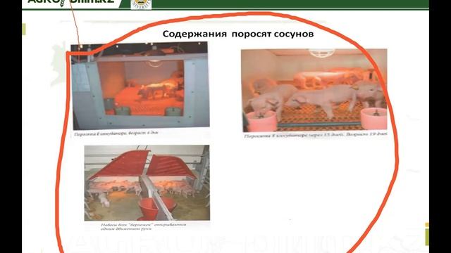 Технология содержания разных половозрелых групп свиней смотреть онлайн