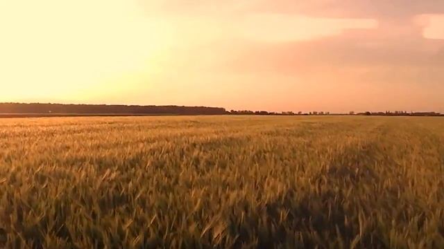 Битва теплиц. Выпуск 6. Теплица Кремлевская. Новые Формы - производитель теплиц. смотреть онлайн