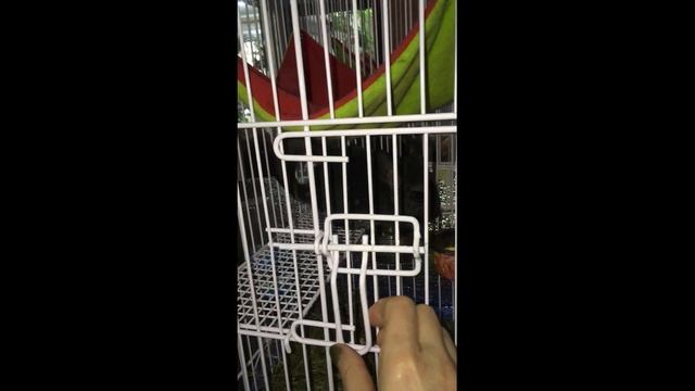 Зверье мое. Питомцы. Шиншиллы и кот с кошкой. смотреть онлайн