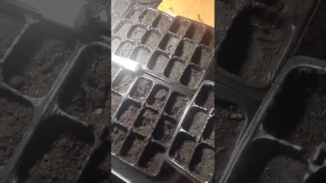 Не всходят семена.Нет рассады. смотреть онлайн