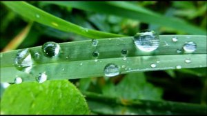 Видеоупражнение для автоматизации звука Р в начале слова