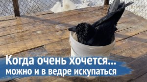 Что купить ворону в магазине? Гоша купается в ведре / делаем приборку и занимаемся с головоломкой.