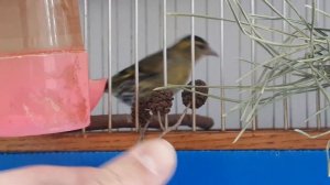 Жизнь лесной птицы. Чем питается Чиж. Кормление с руки