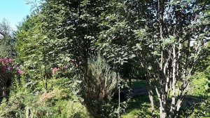 Монотонный свист, что за птица, подскажите?!