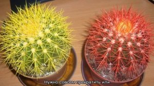 Эхинокактус Грузони — посадка и уход в домашних условиях