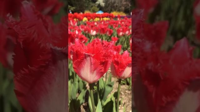 Часть 3. Чёрные тюльпаны. Никитский ботанический сад. Парад Тюльпанов 2023. Крым.