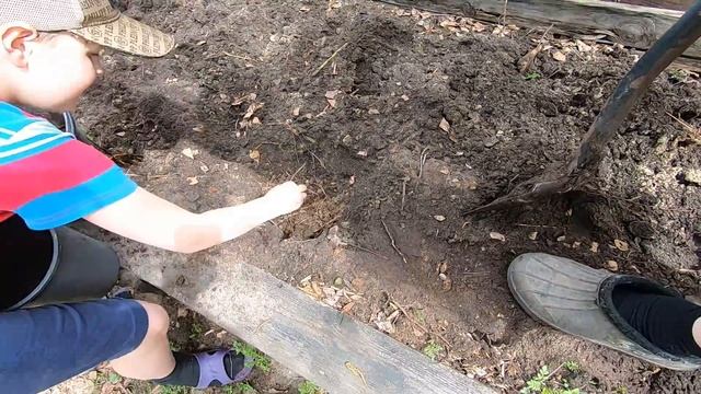 черный картофель//Картошка в мешках//молодая картошка// посадка картофеля смотреть онлайн