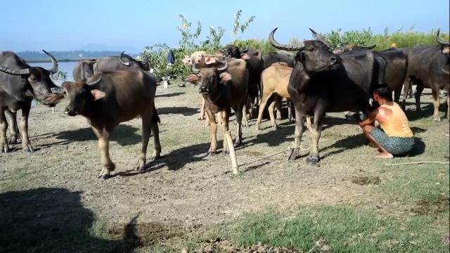Aji Chariya Najan, Goalparia Lokgeet by Mini Bhattacharya. смотреть онлайн