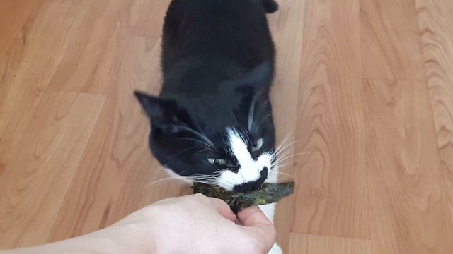 Кот ест морскую капусту ? Саt Eating Seaweed.