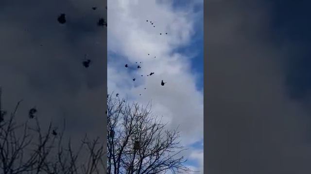 🕊️🔥 // ГОЛУБИ // ТОЛИКА ГАРЧЕНКО // 🔥🕊️ смотреть онлайн