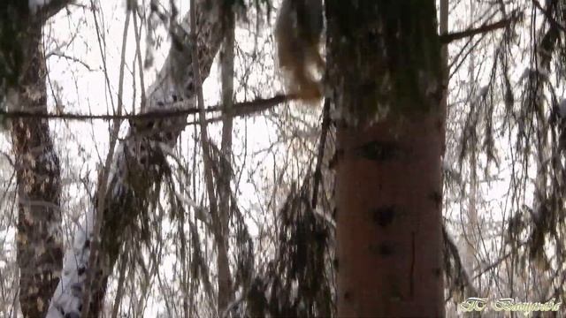 Новогодние сюрпризы белкам в парке "Зелёный Остров" смотреть онлайн