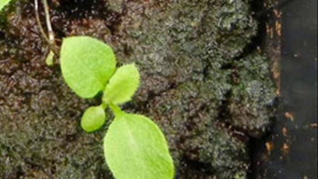 Conyza Canadensis ETSIA