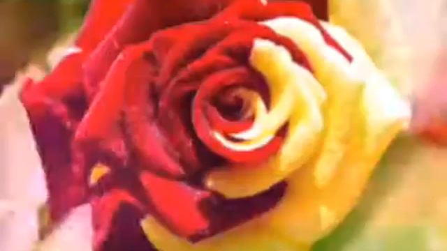 Слайд шоу |роза смотреть онлайн