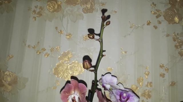 биг лип,цимбидиум и другие новинки в моей коллекции смотреть онлайн