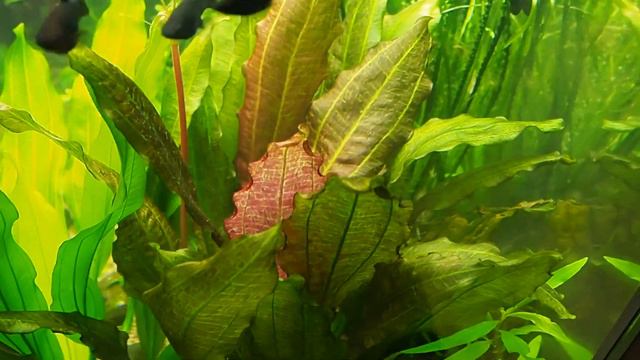 Эхинодорус Назгул