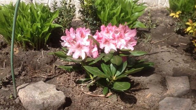 Вечнозеленый рододендрон 