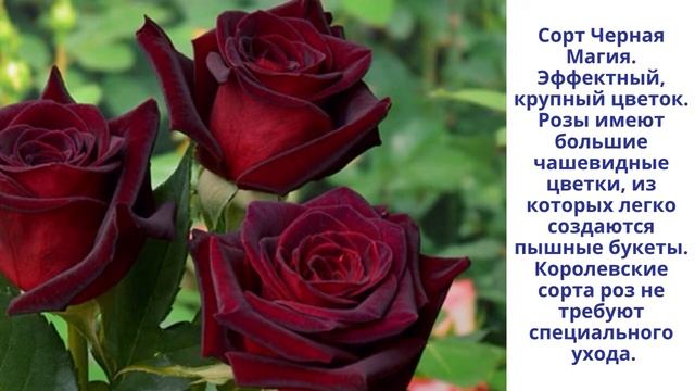 Гибридные королевские розы . Как вырастить розы на подоконнике. смотреть онлайн