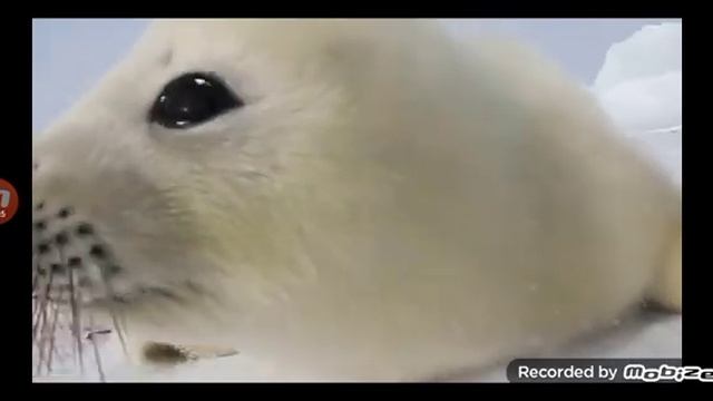 как говорит тюлень смотреть онлайн