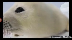 как говорит тюлень