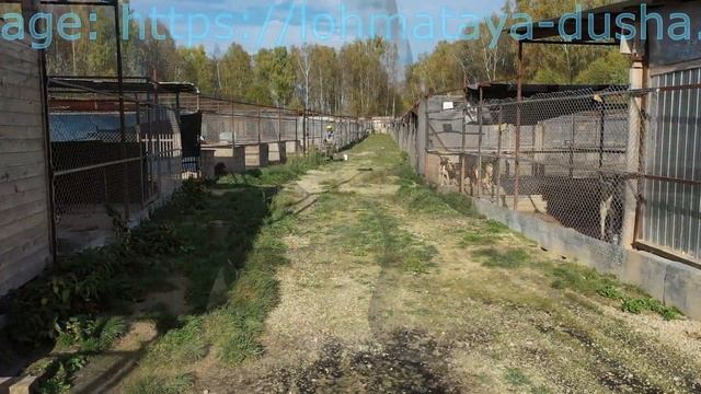 Walks around the shelter. Film 1 смотреть онлайн