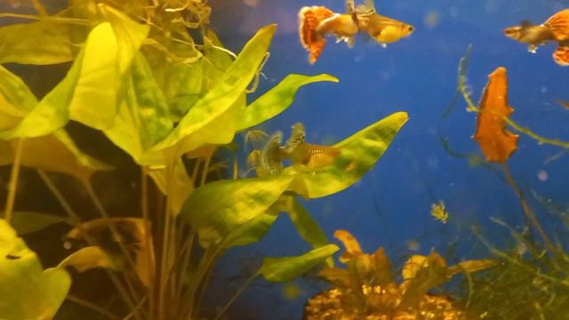 Гуппи Дамбо Мозаика (Guppy Dumbo Mosaic) смотреть онлайн