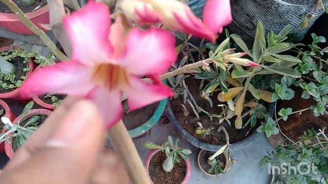 Adenium के पोधे पर बीज कैसे लाएं /अगर आपके Adenium में फलिया नई आ रही तो ये काम जरूर करे , Adenium смотреть онлайн