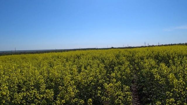 Какие привесы с рапса. Прогноз на мед с акации 2021 смотреть онлайн