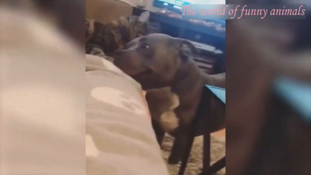 Ржал целый час! Смешные коты и собаки.mp4 смотреть онлайн