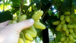 Призентация новейшей ГФ  ПОДАРОК БЕЛАРУСИ БЕЛЫЙ (ПББ).