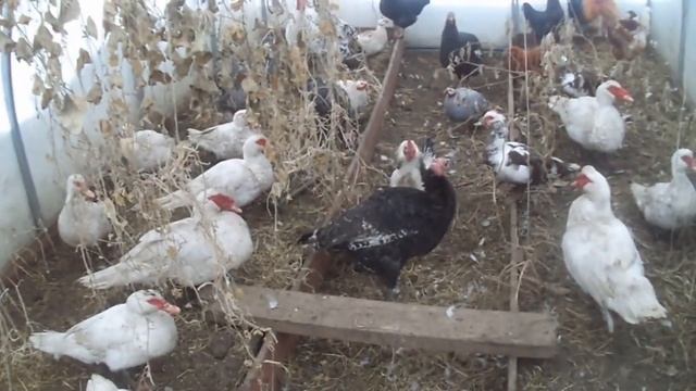 Спасаем животных от морозов / Удобряем теплицу / гуси / утки / куры / индюки смотреть онлайн