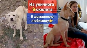 Как Мори добралась в Германию