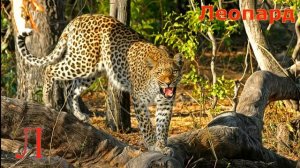 Животные на букву Л.