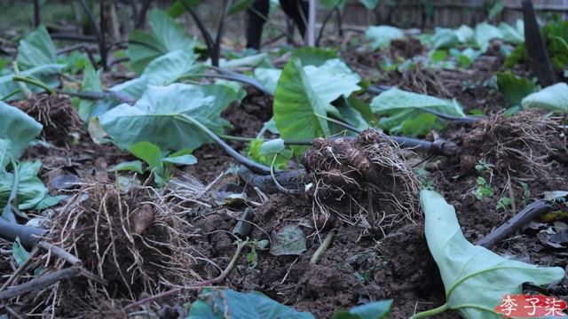 The life of taro…and pepper is today’s treat 芋头的一生，辣椒…是送的丨Liziqi Channel смотреть онлайн