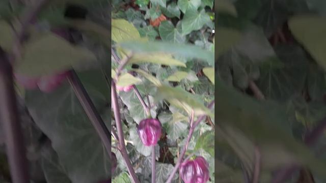 Пимента Лиза, острый перец, многолетний, красивый, ароматный смотреть онлайн