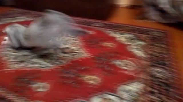 Пульт от кота"😸НОЧНОЙ ЗАБЕГ))) смотреть онлайн