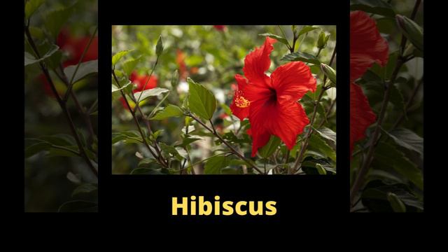 JMC landscape services смотреть онлайн