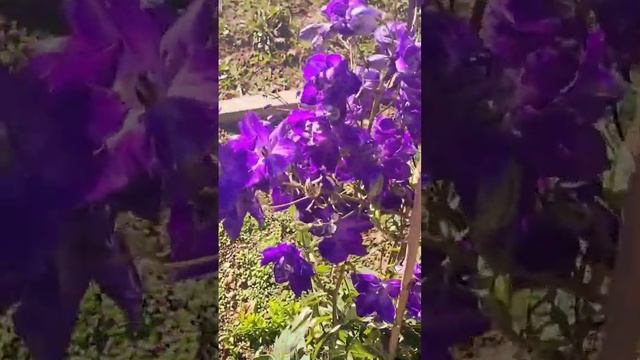 ДЕЛЬФИНИУМ/Цветение в ОКТЯБРЕ/ #flower#delphinium #цветы #ОСЕНЬ #деревня смотреть онлайн